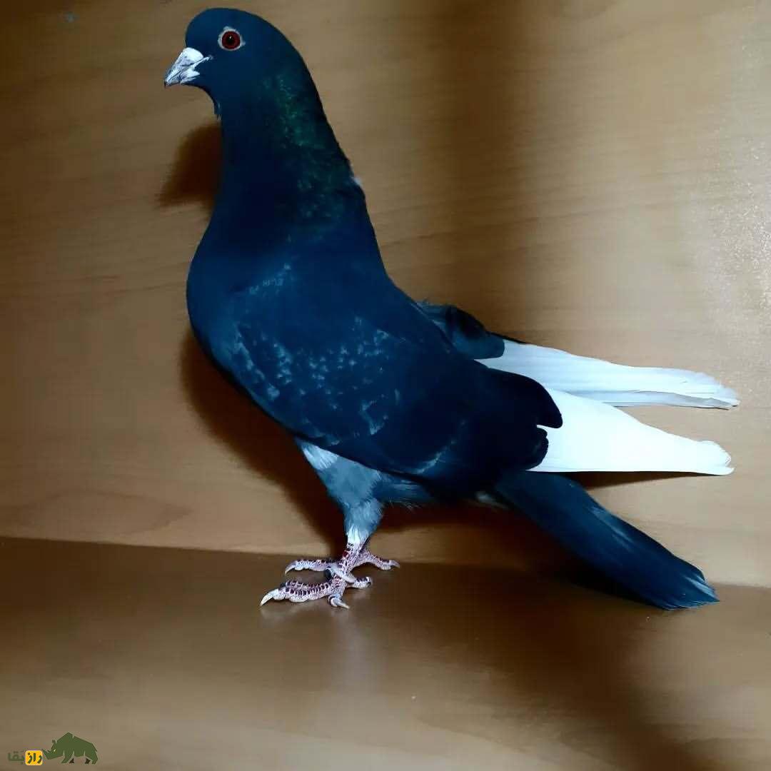 زاغ دست‌پر سفید؛ کبوتر پرطرفدار ایرانی که شبیه یک تابلوی سیاه و سفید در آسمان است