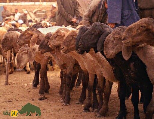 (تصاویر) این گوسفند غولپیکر چینی از پورشه هم گرانتر است! (تصاویر) این گوسفند غولپیکر چینی از پورشه هم گرانتر است!