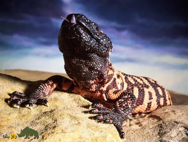 این خزنده ترسناک آمریکایی را بشناسید؛ هیولای گیلا این خزنده ترسناک آمریکایی را بشناسید؛ هیولای گیلا
