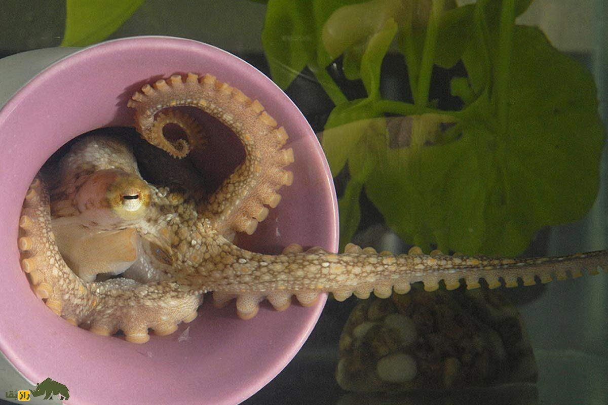 چرا اختاپوس‌ها اینقدر باهوش هستند؟ آیا هوش این موجودات مثل انسان است؟!