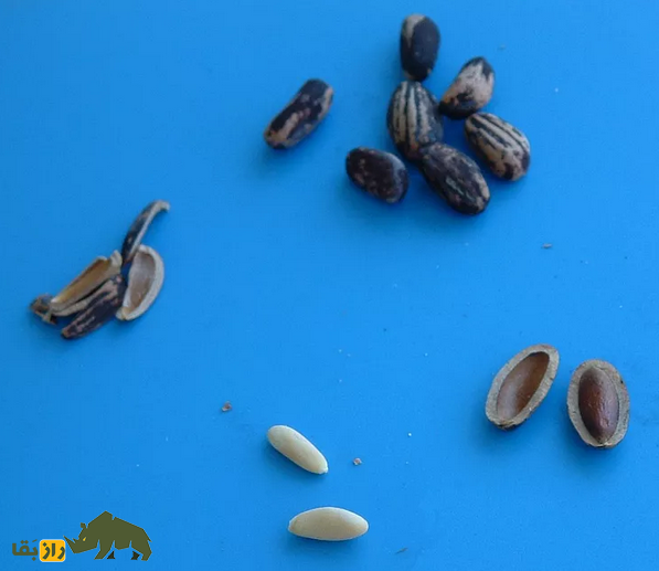 از پسته تا گوسفند بربری؛ انسان‌های اولیه قبل از عصر کشاورزی چه می‌خوردند؟