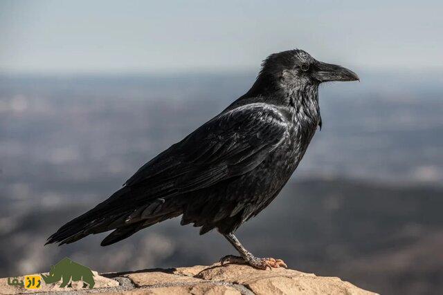 کلاغ