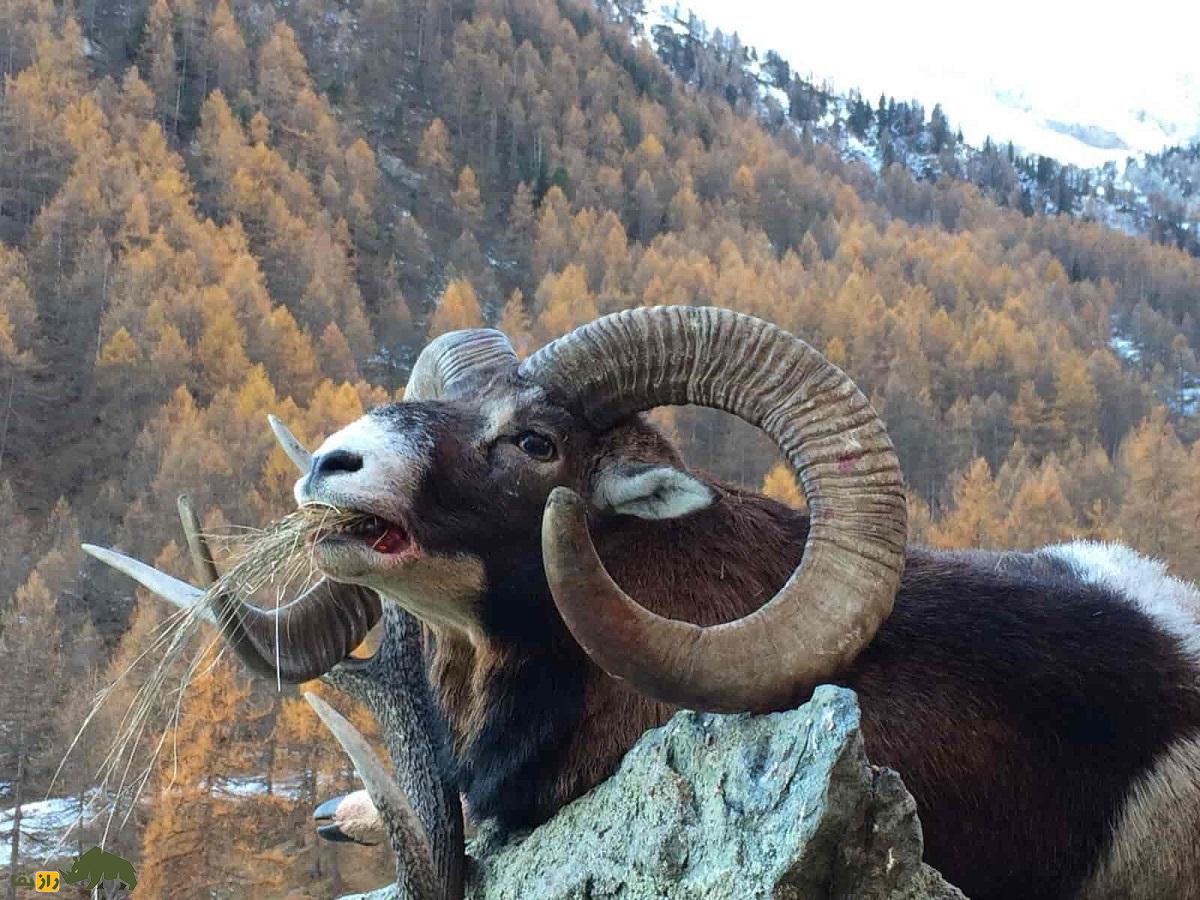 گوسفند «موفلون» اصفهان و لار؛ ابر جد گوسفندهای اهلی و کنونی نماد یک شرکت بریتانیایی تولید لباس گوسفند «موفلون» اصفهان و لار؛ ابر جد گوسفندهای اهلی و کنونی نماد یک شرکت بریتانیایی تولید لباس