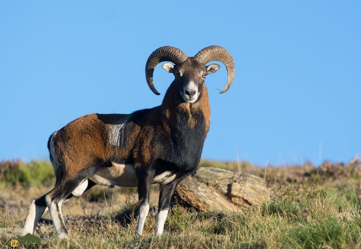 گوسفند «موفلون» اصفهان و لار؛ ابر جد گوسفندهای اهلی و کنونی نماد یک شرکت بریتانیایی تولید لباس گوسفند «موفلون» اصفهان و لار؛ ابر جد گوسفندهای اهلی و کنونی نماد یک شرکت بریتانیایی تولید لباس