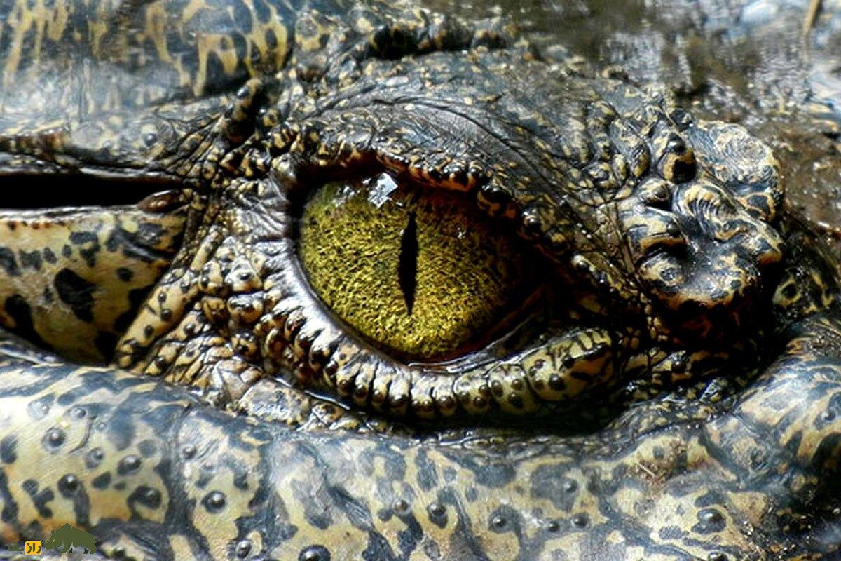 اشک تمساح چشم تمساح از نمای نزدیک