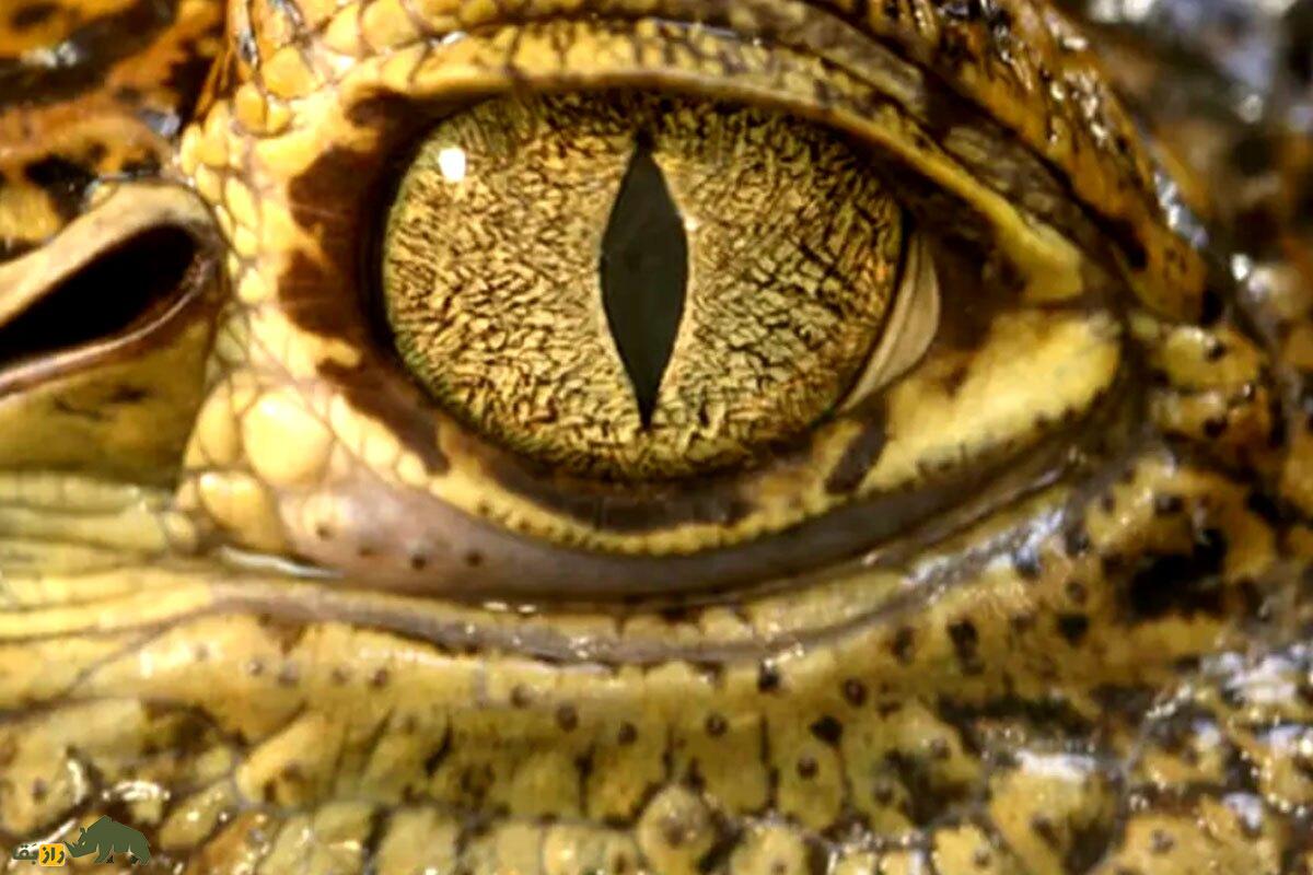 چشم تمساح از نمای نزدیک
