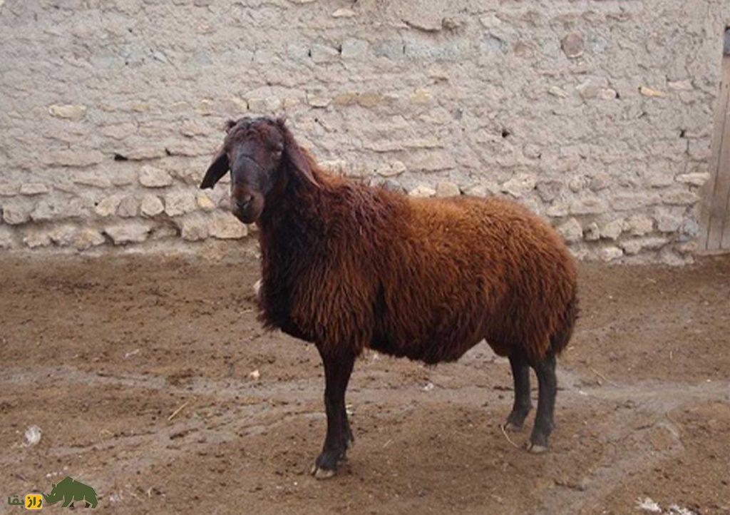 گوسفند «شال» قزوینی؛ آیا این دوقلو زای مشهور بهترین نژاد گوسفند در جهان است؟ گوسفند «شال» قزوینی؛ آیا این دوقلو زای مشهور بهترین نژاد گوسفند در جهان است؟