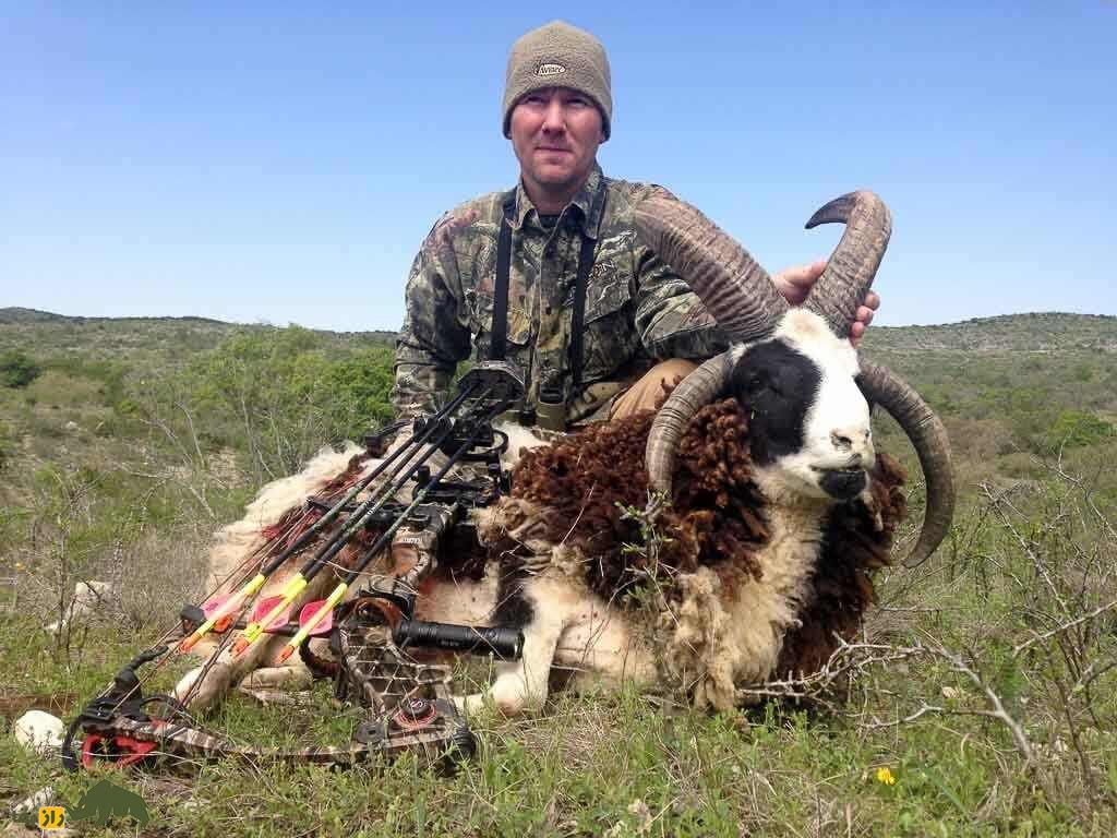 گوسفند «یعقوب»؛ گوسفندی چهار شاخ با ریشه یهودی گوسفند «یعقوب»؛ گوسفندی چهار شاخ با ریشه یهودی