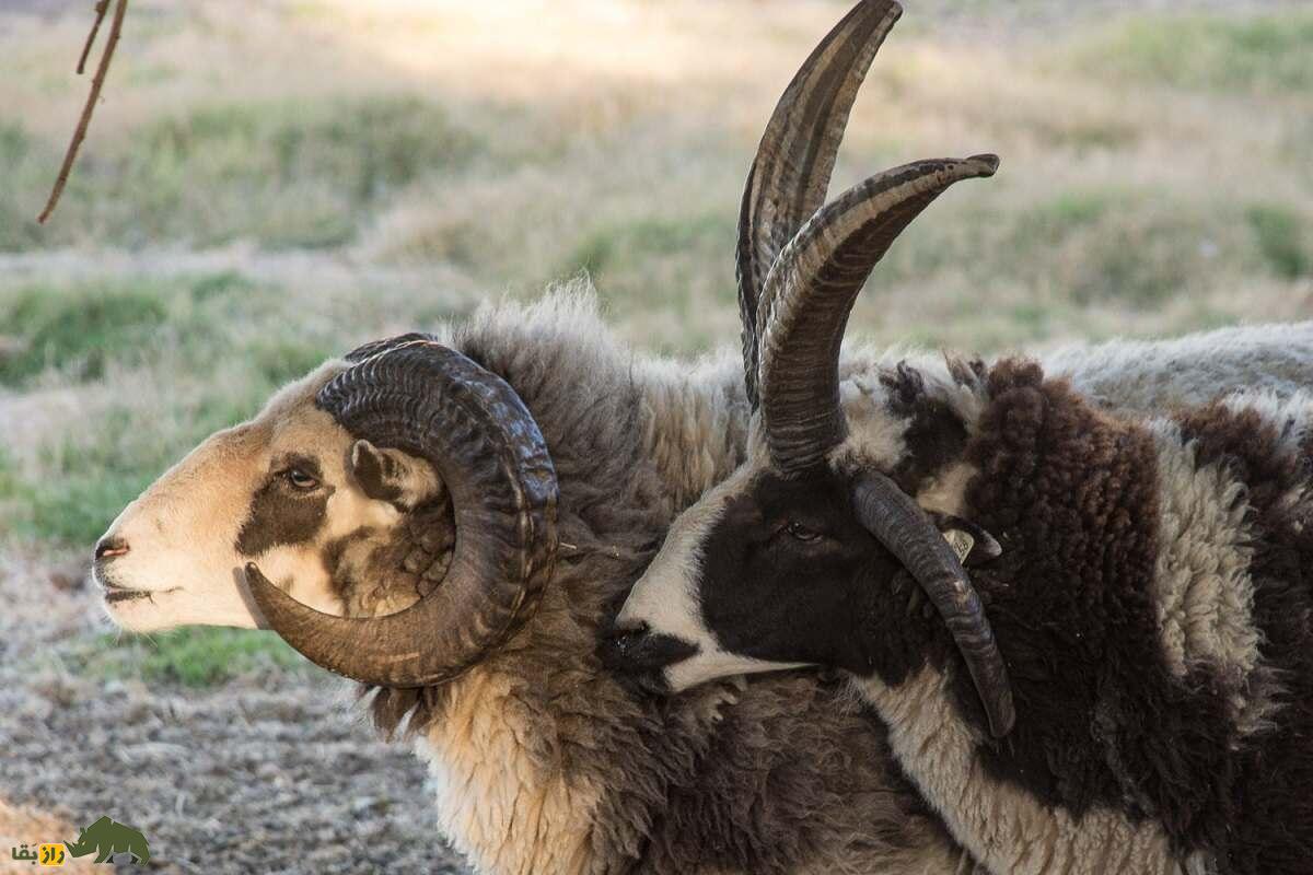 گوسفند «یعقوب»؛ گوسفندی چهار شاخ با ریشه یهودی گوسفند «یعقوب»؛ گوسفندی چهار شاخ با ریشه یهودی