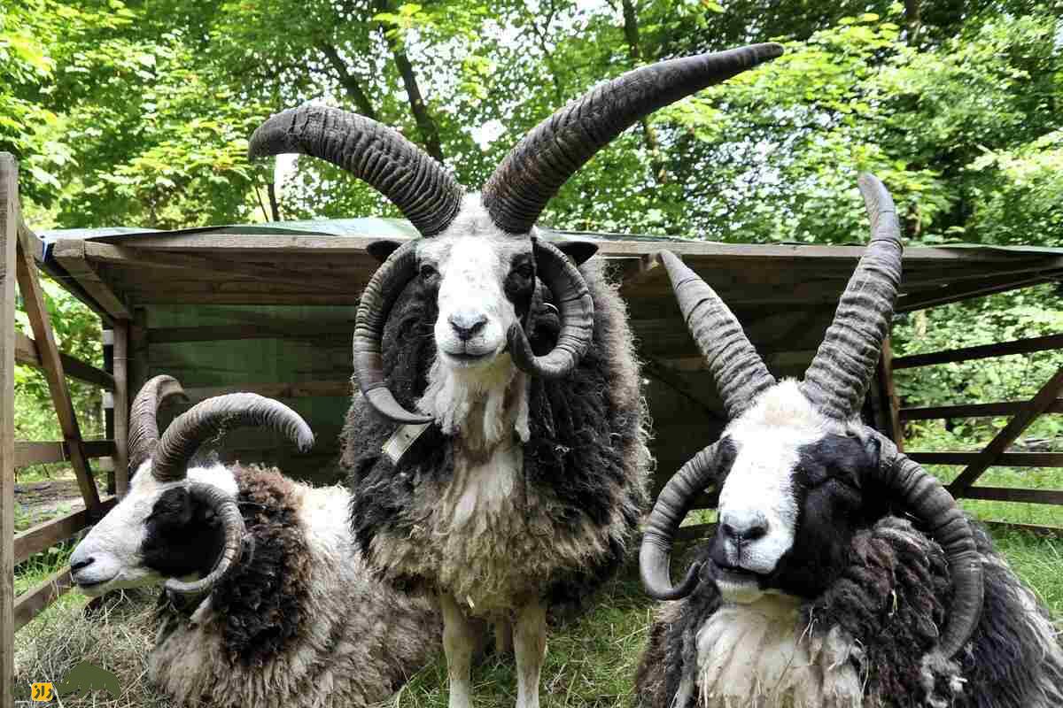گوسفند «یعقوب»؛ گوسفندی چهار شاخ با ریشه یهودی گوسفند «یعقوب»؛ گوسفندی چهار شاخ با ریشه یهودی