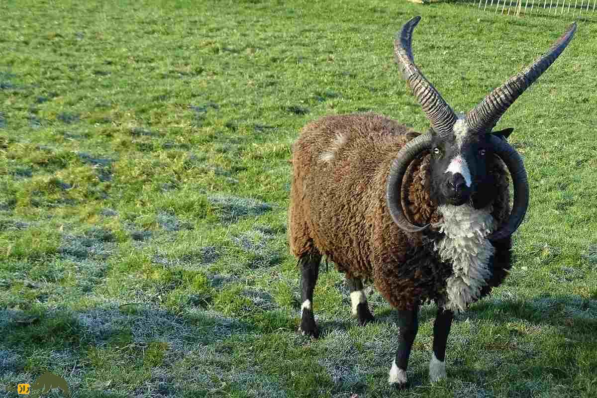 گوسفند «یعقوب»؛ گوسفندی چهار شاخ با ریشه یهودی گوسفند «یعقوب»؛ گوسفندی چهار شاخ با ریشه یهودی