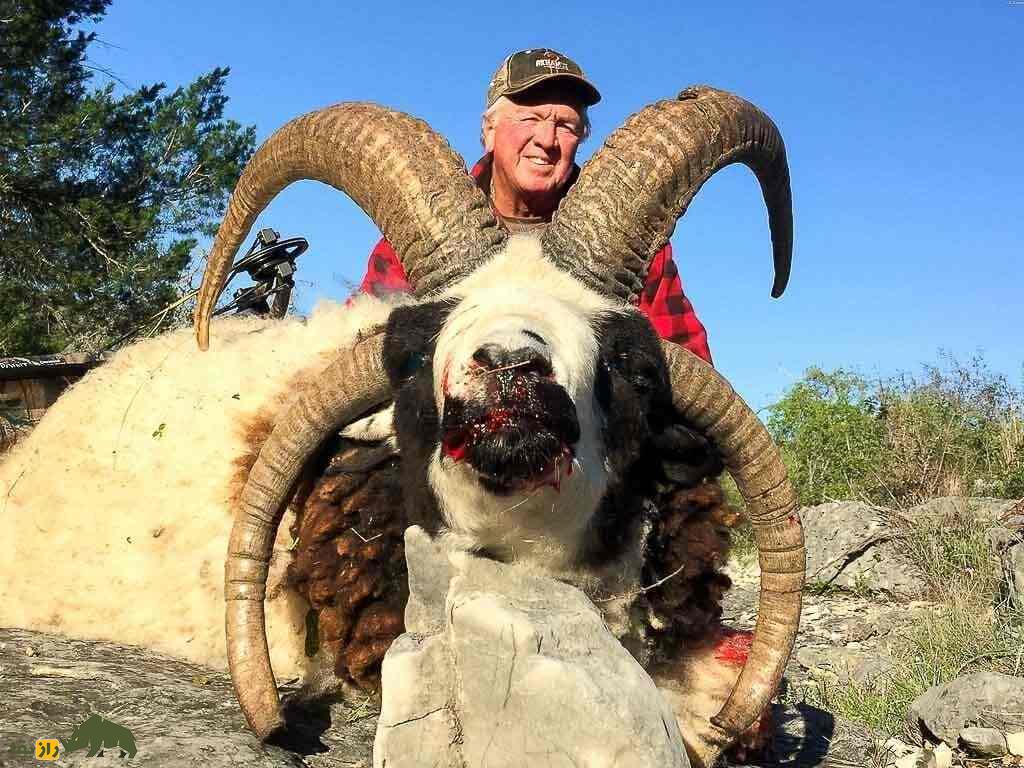 گوسفند «یعقوب»؛ گوسفندی چهار شاخ با ریشه یهودی گوسفند «یعقوب»؛ گوسفندی چهار شاخ با ریشه یهودی