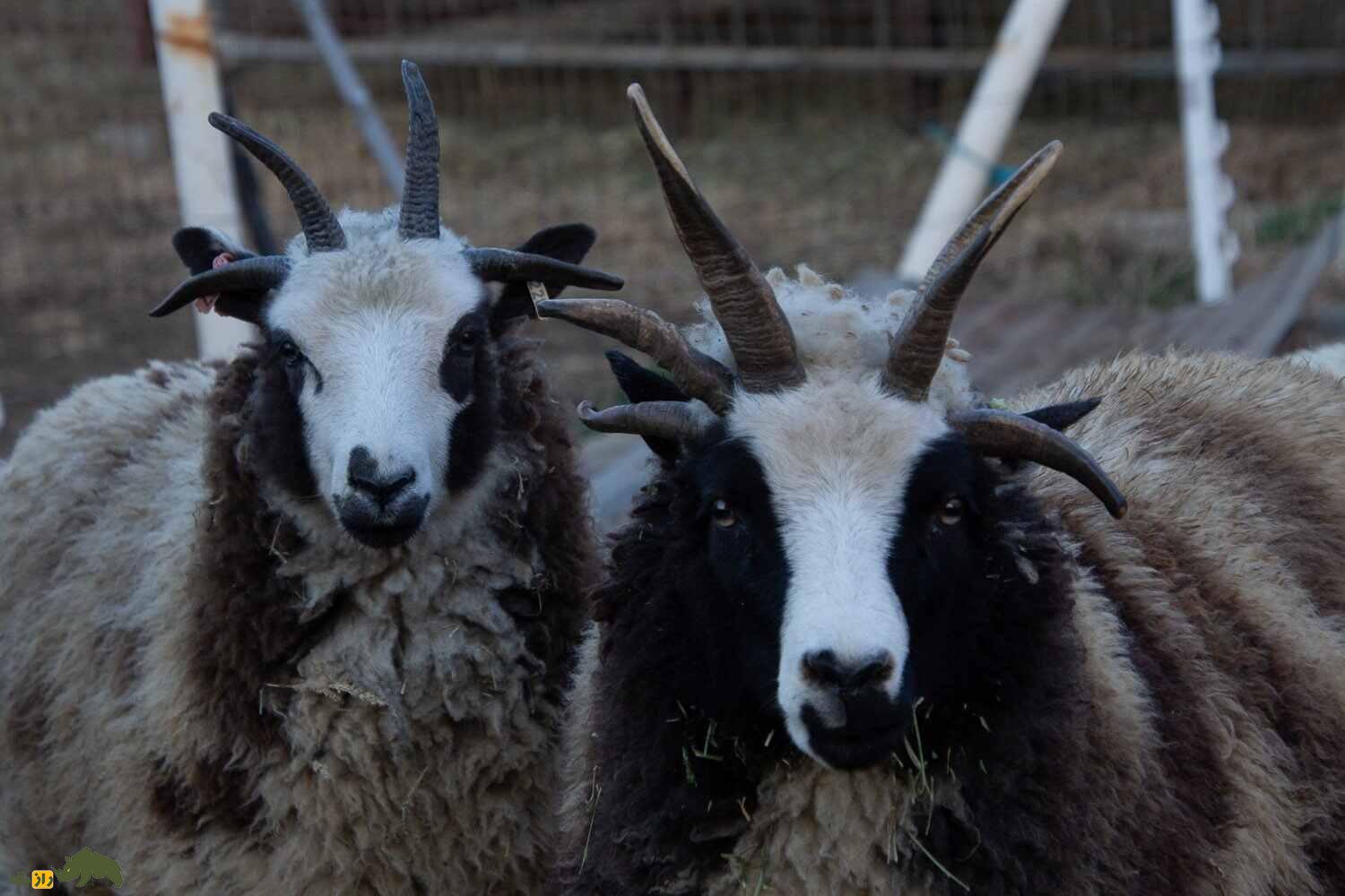 گوسفند «یعقوب»؛ گوسفندی چهار شاخ با ریشه یهودی گوسفند «یعقوب»؛ گوسفندی چهار شاخ با ریشه یهودی
