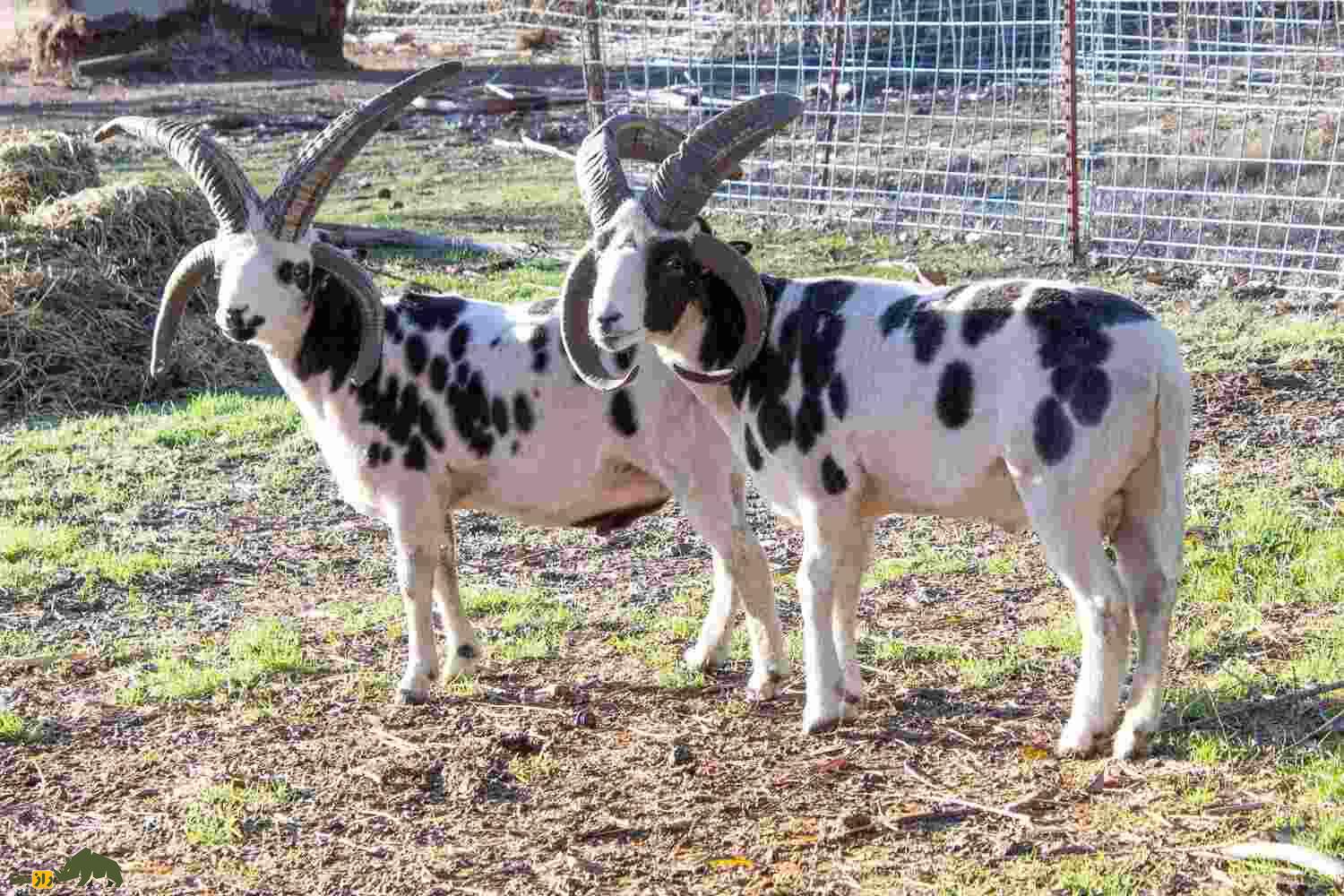 گوسفند «یعقوب»؛ گوسفندی چهار شاخ با ریشه یهودی گوسفند «یعقوب»؛ گوسفندی چهار شاخ با ریشه یهودی