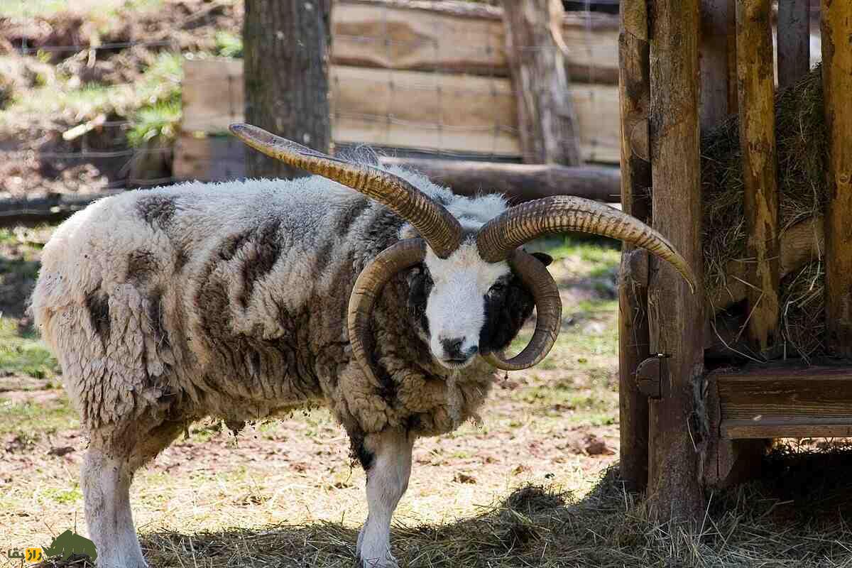 گوسفند «یعقوب»؛ گوسفندی چهار شاخ با ریشه یهودی گوسفند «یعقوب»؛ گوسفندی چهار شاخ با ریشه یهودی