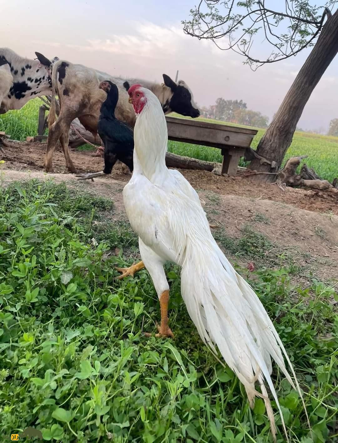 عجیبترین خروس جهان؛ این هیولای ۱۰۰ میلیونی ترکیبی از طوطی، طاووس و توتفرنگی است! خروس نوک طوطی سفید