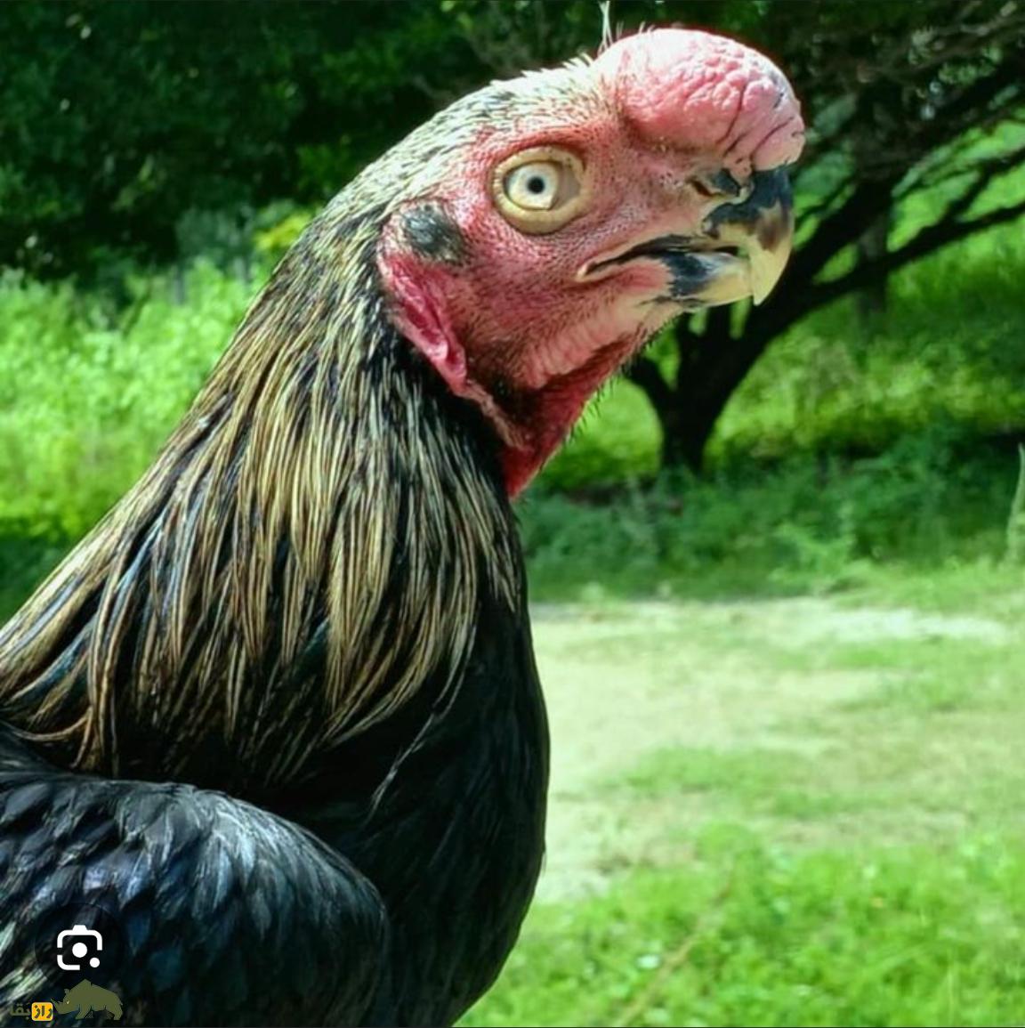 عجیبترین خروس جهان؛ این هیولای ۱۰۰ میلیونی ترکیبی از طوطی، طاووس و توتفرنگی است! عجیبترین خروس جهان؛ این هیولای ۱۰۰ میلیونی ترکیبی از طوطی، طاووس و توتفرنگی است!