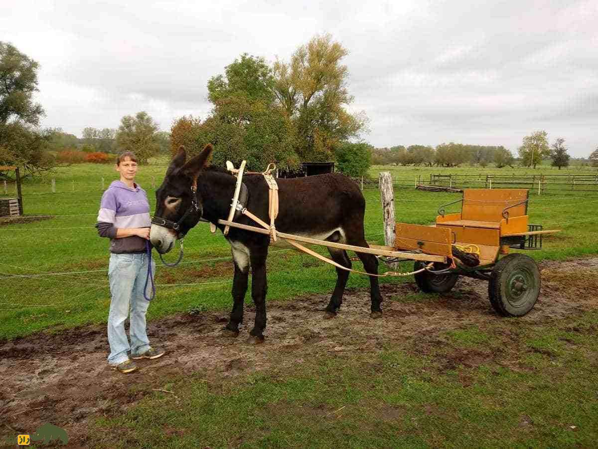 «خر کاتالان»؛ یک «خر نیم تنی» که بهترین نژاد خر در جهان است «خر کاتالان»؛ یک «خر نیم تنی» که بهترین نژاد خر در جهان است