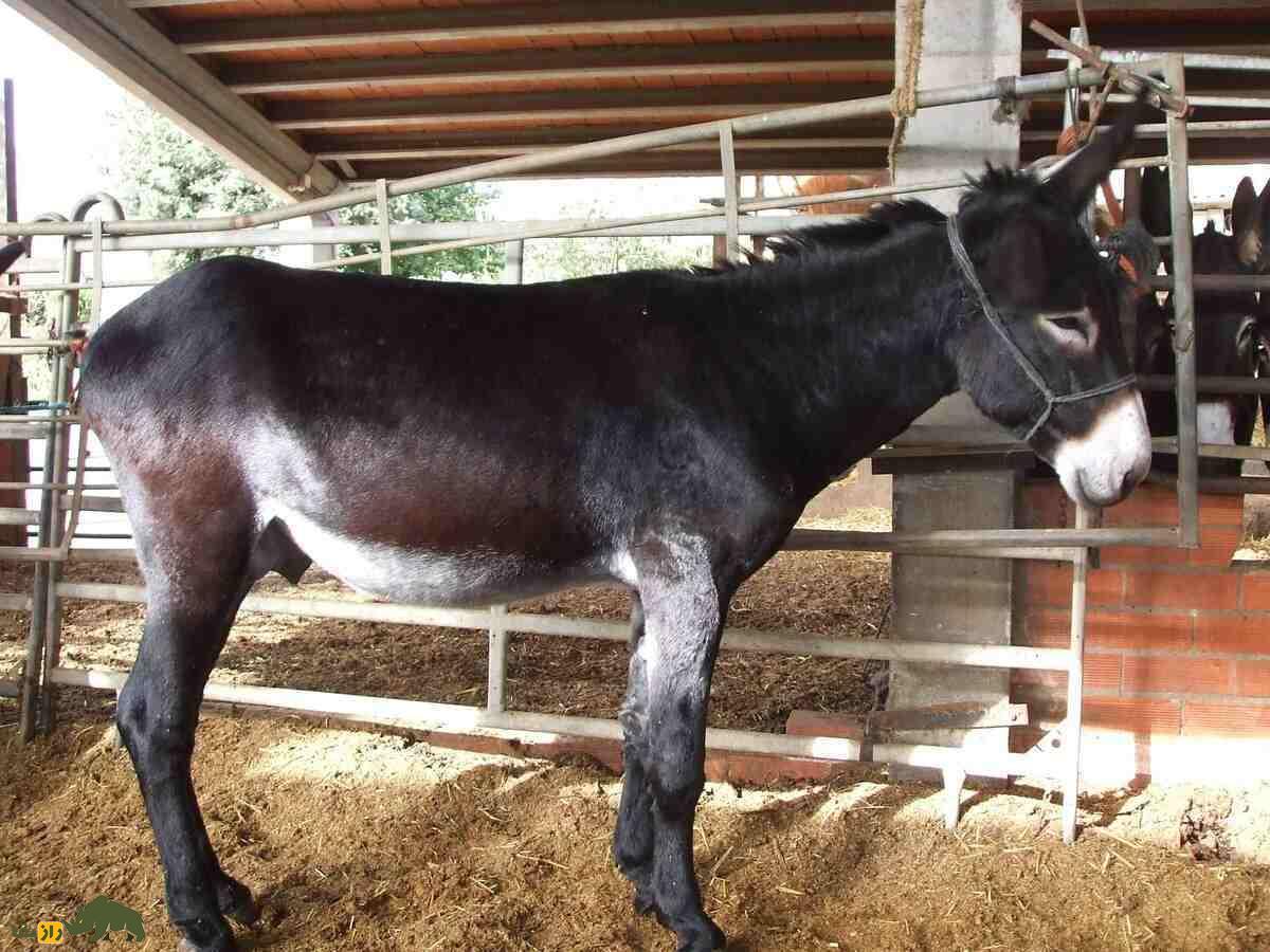 «خر کاتالان»؛ یک «خر نیم تنی» که بهترین نژاد خر در جهان است «خر کاتالان»؛ یک «خر نیم تنی» که بهترین نژاد خر در جهان است