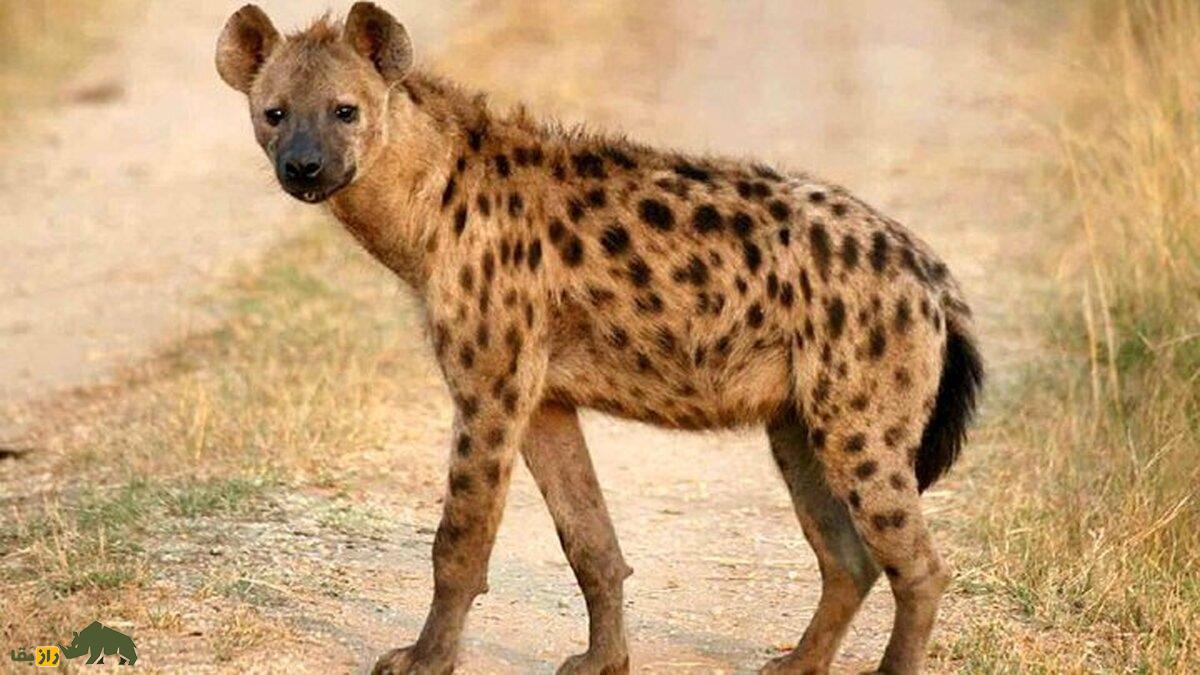 (تصاویر) جانورانی که از جنسیت خود ناراضی هستند و تغییر جنسیت میدهند! کفتار خال دار