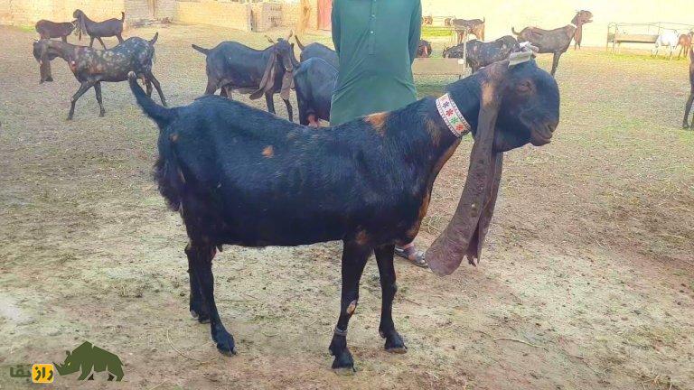 بز «کاموری»؛ بز پاکستانی با عجیبترین گوش جهان که چند هزار دلار قیمت دارد! بز «کاموری» بز پاکستانی مشکی رنگ