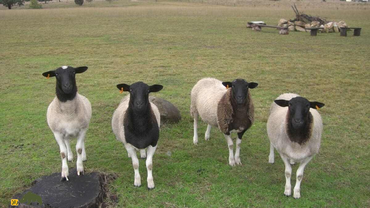 گوسفند «سرسیاه» ایرانی بدون پشم؛ این گوسفند در آفریقا چه میکند؟ گوسفند «سرسیاه» ایرانی بدون پشم؛ این گوسفند در آفریقا چه میکند؟
