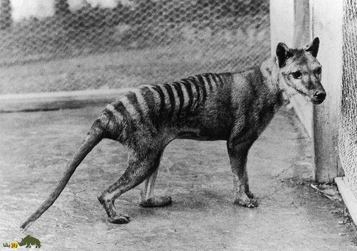 بازگشت مردگان: با ۱۰ حیوان که منقرض شده بودند اما دوباره زنده شدند ملاقات کنید