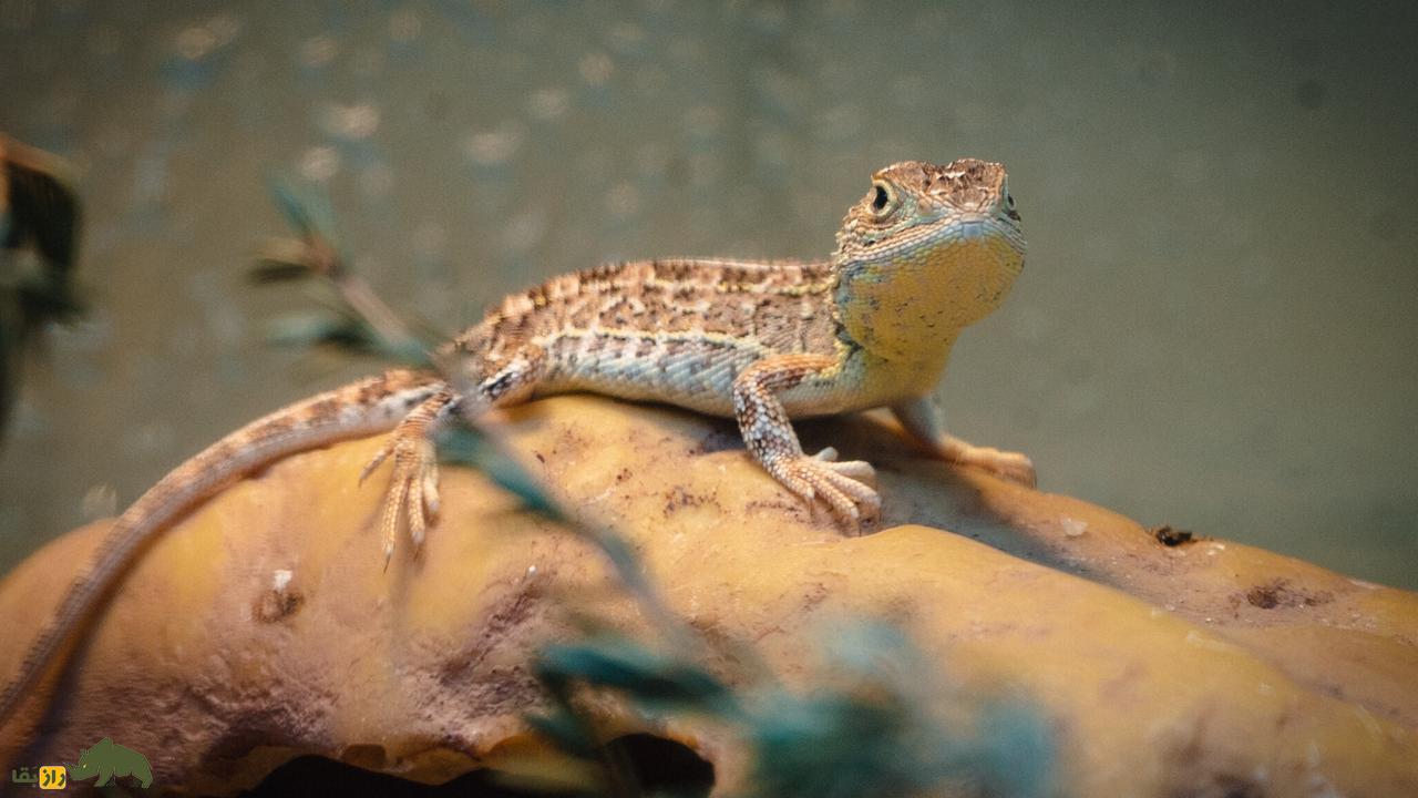 بازگشت مردگان: با ۱۰ حیوان که منقرض شده بودند اما دوباره زنده شدند ملاقات کنید