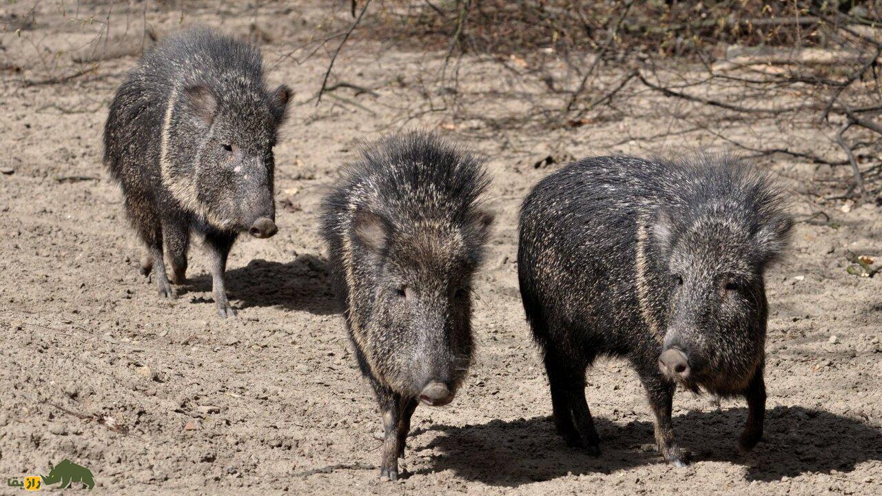 بازگشت مردگان: با ۱۰ حیوان که منقرض شده بودند اما دوباره زنده شدند ملاقات کنید
