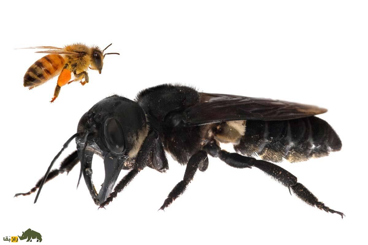 بازگشت مردگان: با ۱۰ حیوان که منقرض شده بودند اما دوباره زنده شدند ملاقات کنید