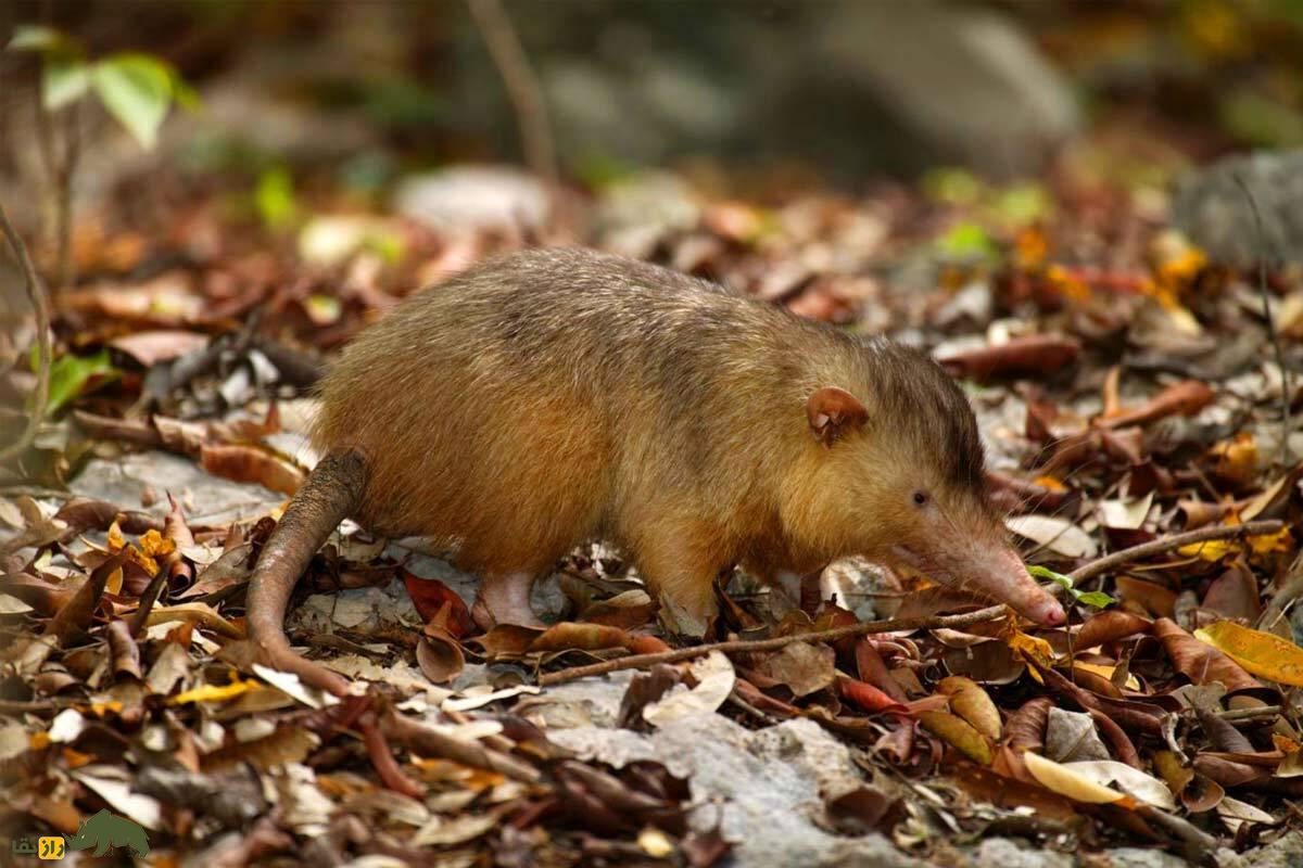 بازگشت مردگان: با ۱۰ حیوان که منقرض شده بودند اما دوباره زنده شدند ملاقات کنید