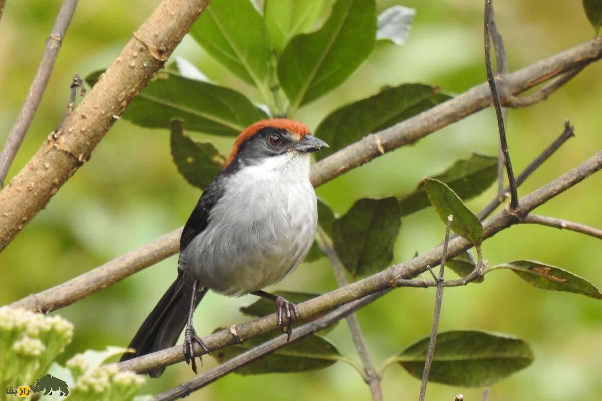 بازگشت مردگان: با ۱۰ حیوان که منقرض شده بودند اما دوباره زنده شدند ملاقات کنید