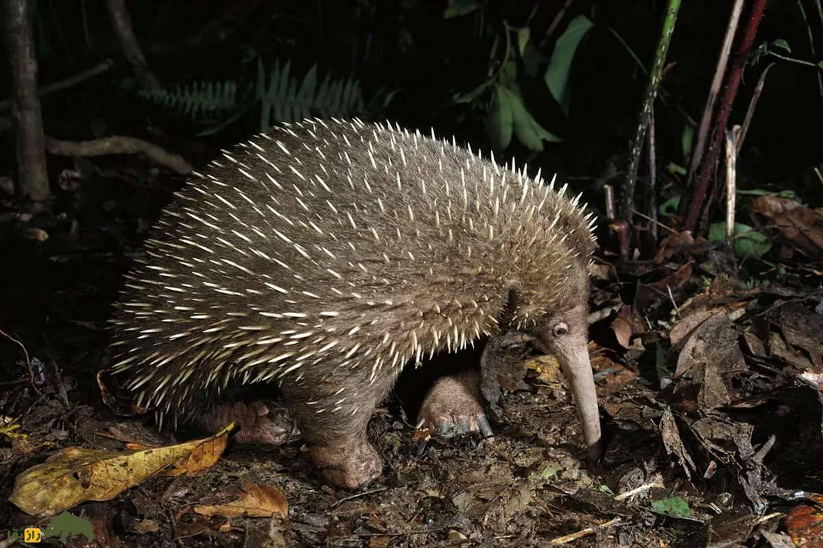 بازگشت مردگان: با ۱۰ حیوان که منقرض شده بودند اما دوباره زنده شدند ملاقات کنید