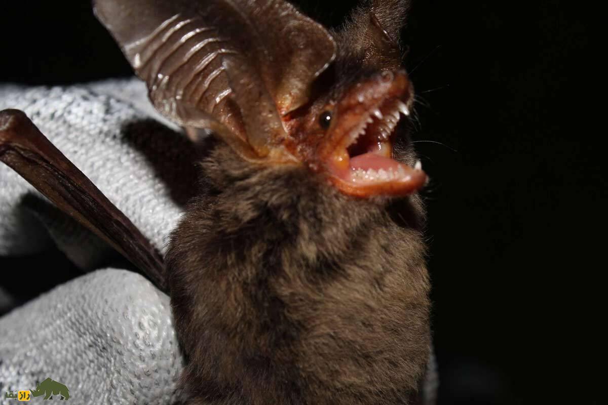 بازگشت مردگان: با ۱۰ حیوان که منقرض شده بودند اما دوباره زنده شدند ملاقات کنید