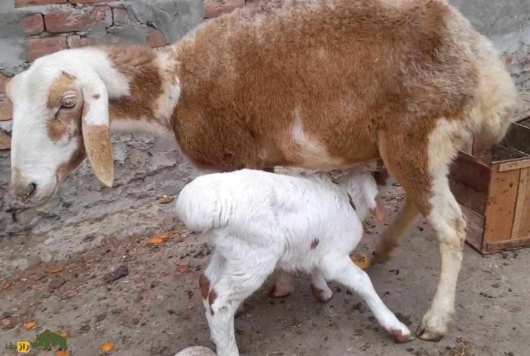 گوسفند «بلخی» پاکستان و افغانستان؛ گوسفندی عضلانی و بسیار حساس به گرمای شدید