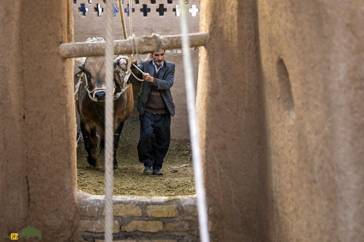 داستان عجیب حاج ابراهیم و گاو پاکستانی‌اش در وَرزنه اصفهان