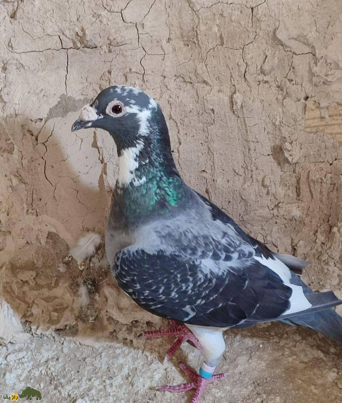 کبوتر ابلغ