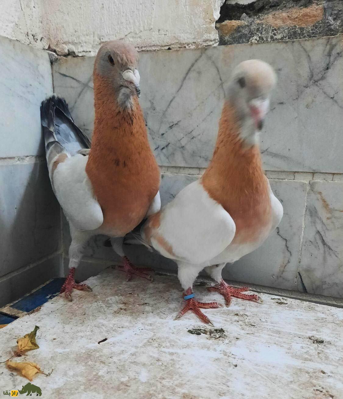 کبوتر ریحانی