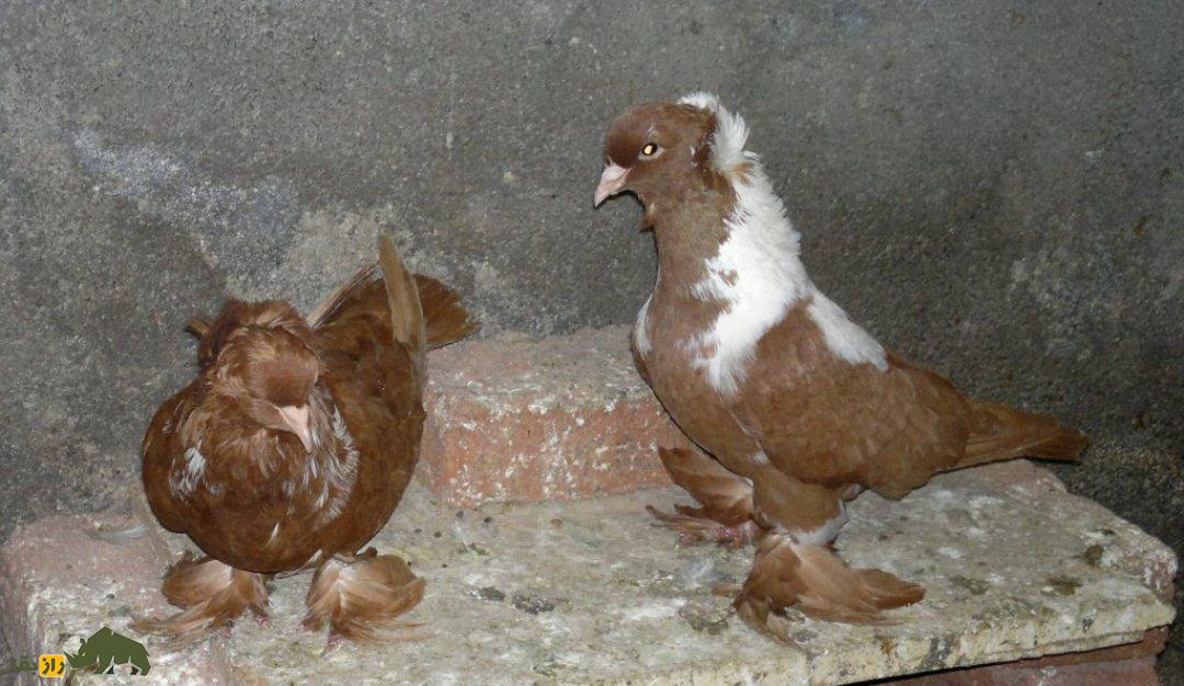 کبوتر اردبیل
