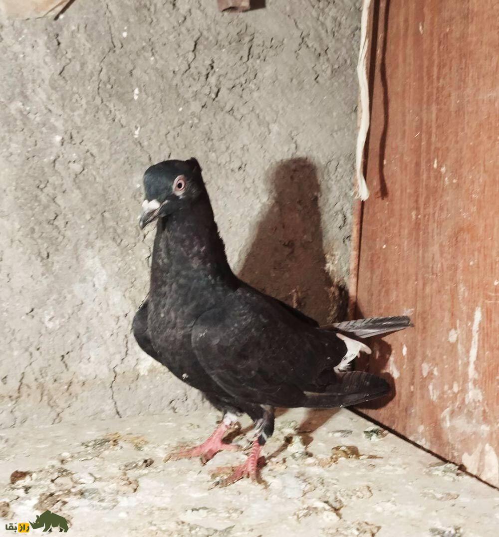 کبوتر زاغ دم سفید