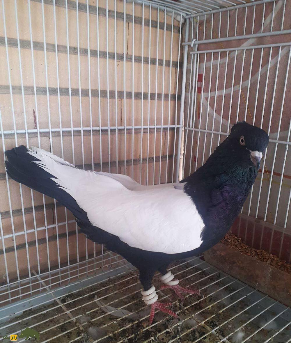 کبوتر سینه دم سیاه