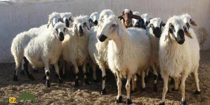 گوسفند سرسیاه «بلوچی» یا «فراهانی»؛ فرمانروای دوست‌داشتنی شرق ایران