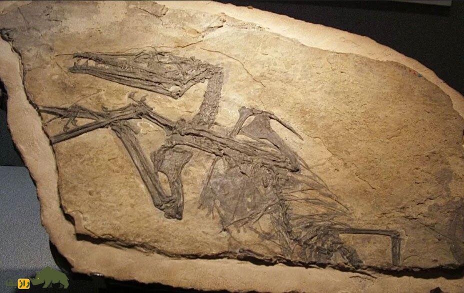 تصویر یک «اژد‌های پرنده» هولناک که ۱۶۰ میلیون سال پیش منقرض شد!