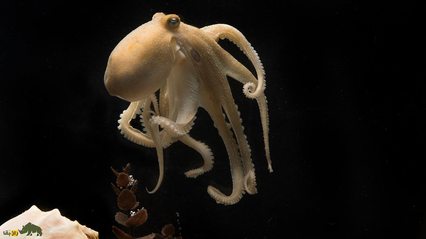 آیا هشت‌پا خواب می‌بیند؟