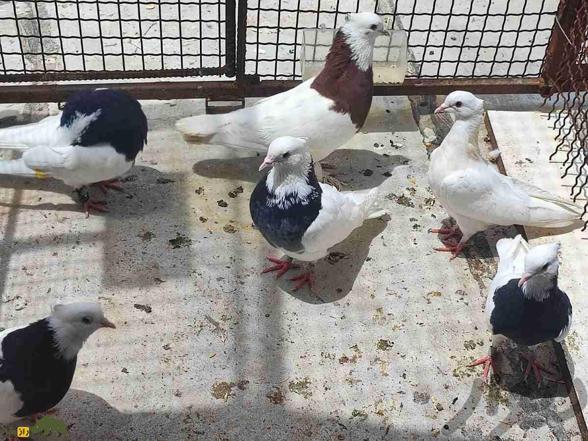 کبوتر «طوقی»؛ کفتر اصیل ایرانی، چگونه «طوقی» اصیل را تشخیص دهیم؟ کبوتر «طوقی»؛ کفتر اصیل ایرانی، چگونه «طوقی» اصیل را تشخیص دهیم؟