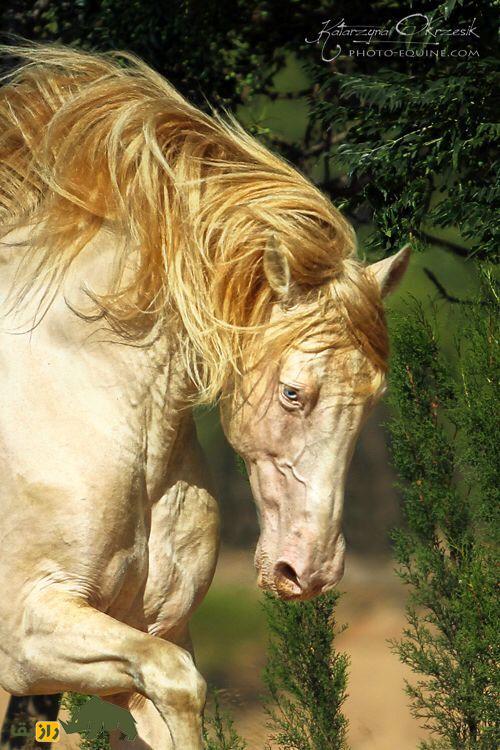 «آخال تکه» عروس اسبهای جهان؛ طلای زندهای که نماد ملی ترکمنستان است! «آخال تکه» عروس اسبهای جهان؛ طلای زندهای که نماد ملی ترکمنستان است!