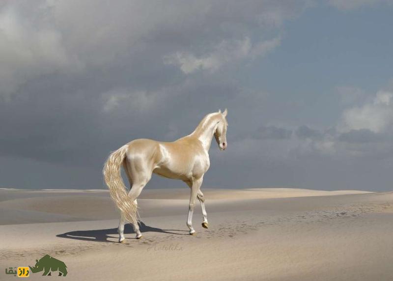 «آخال تکه» عروس اسبهای جهان؛ طلای زندهای که نماد ملی ترکمنستان است! «آخال تکه» عروس اسبهای جهان؛ طلای زندهای که نماد ملی ترکمنستان است!