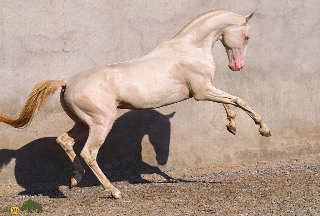 «آخال تکه» عروس اسبهای جهان؛ طلای زندهای که نماد ملی ترکمنستان است! «آخال تکه» عروس اسبهای جهان؛ طلای زندهای که نماد ملی ترکمنستان است!
