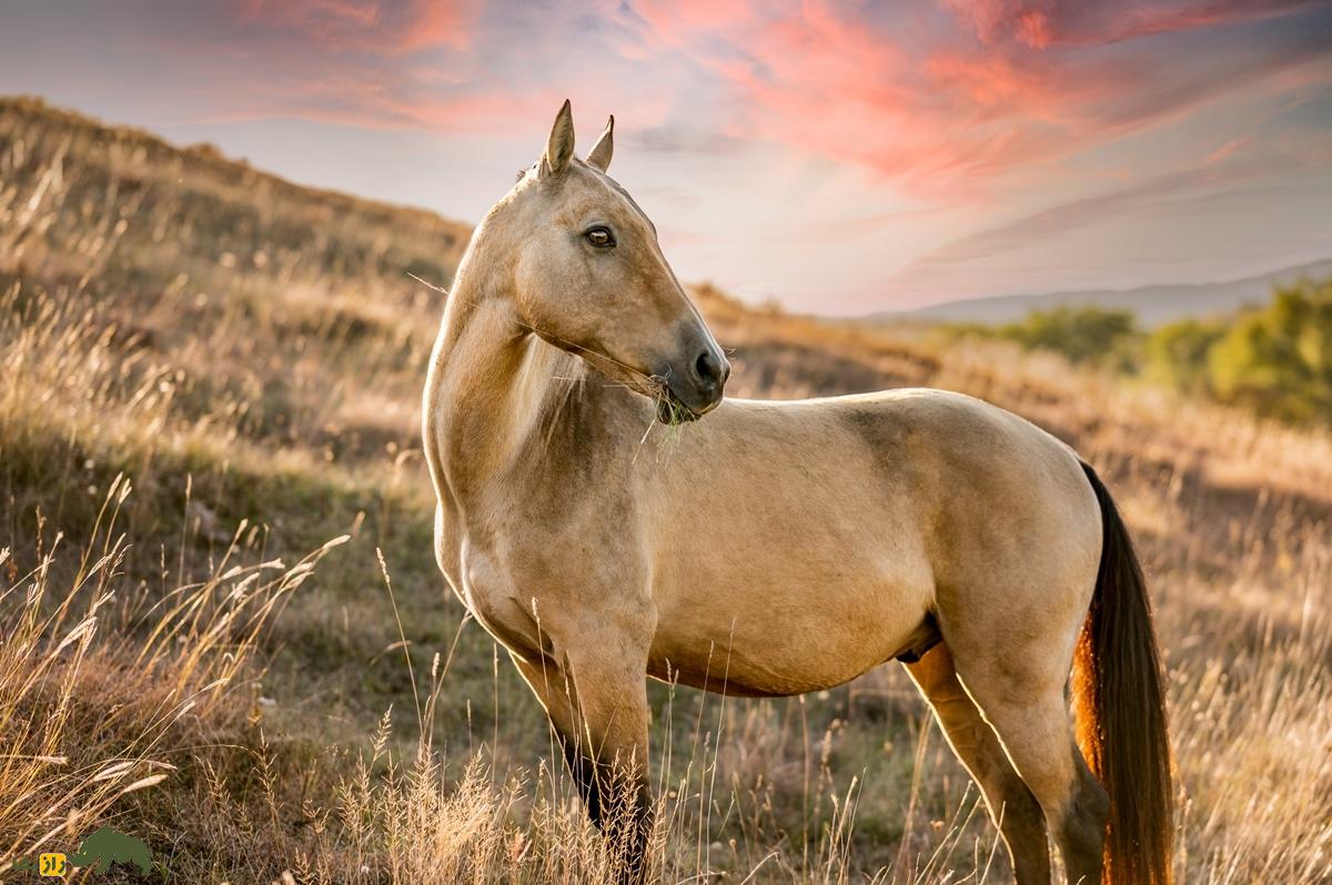 «آخال تکه» عروس اسبهای جهان؛ طلای زندهای که نماد ملی ترکمنستان است! «آخال تکه» عروس اسبهای جهان؛ طلای زندهای که نماد ملی ترکمنستان است!