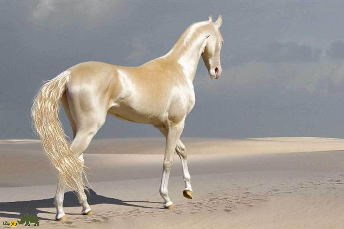 «آخال تکه» عروس اسبهای جهان؛ طلای زندهای که نماد ملی ترکمنستان است! «آخال تکه» عروس اسبهای جهان؛ طلای زندهای که نماد ملی ترکمنستان است!